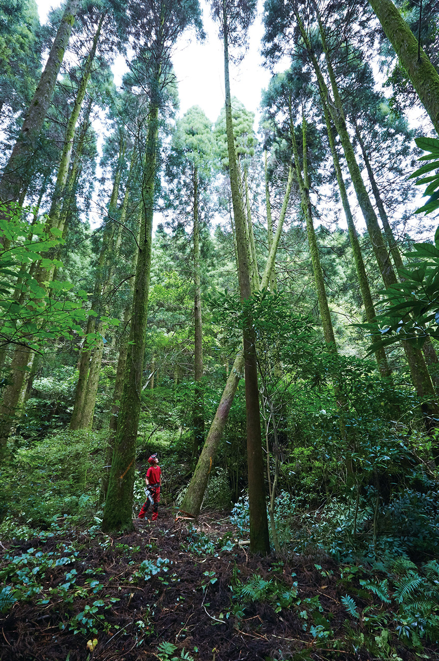 持続可能な森林経営