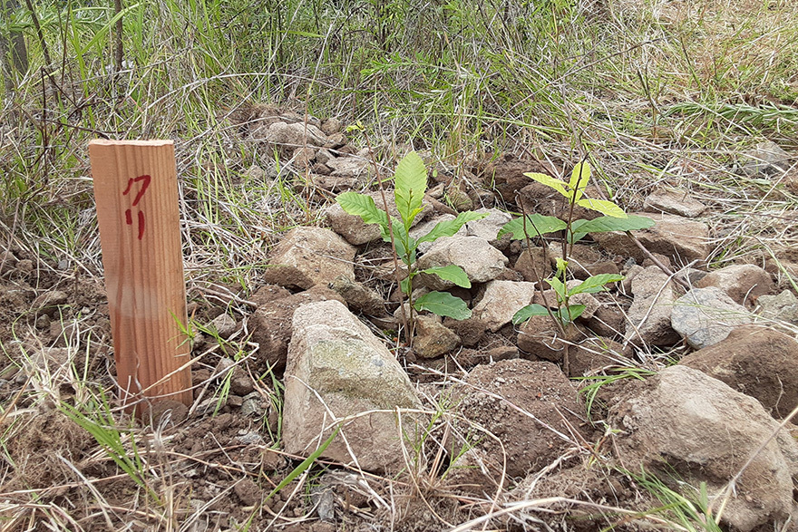 植栽したクリの苗木